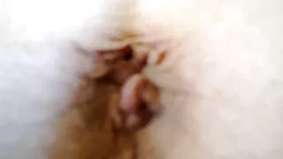 جميلة سمراء استمنى سكسي سكسي تركي في المنزل